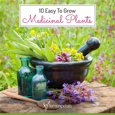 Easy To Grow 10 Medicinal Plants At Home Ferns N Petals