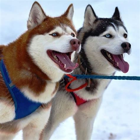 However, one hereditary condition which affects alaskan husky dogs, but not siberians, is alaskan husky encephalopathy (ahe). Alaskan husky - Topic - YouTube