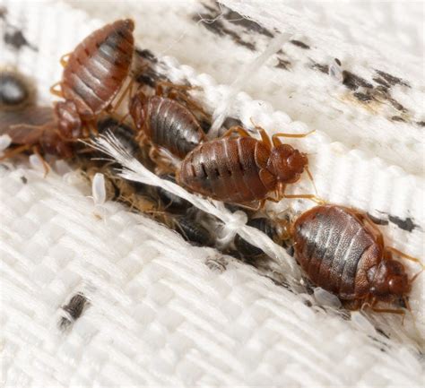 Unraveling The Mystery What Dead Bed Bugs Signify By Rodent Control