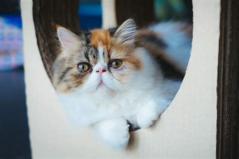 Exotic Shorthair Cat Breed Profile Personality Care Pictures