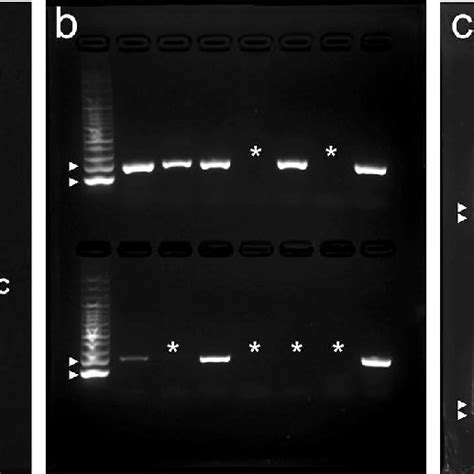 Induction Of Somatic Embryogenesis In C Papaya Golden The Ripe