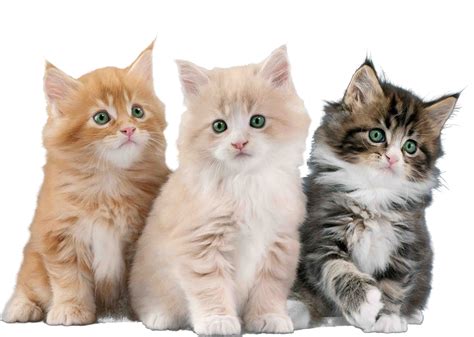 Three Kitten Png Images Full Hd 2021 Full Hd Transparent Png