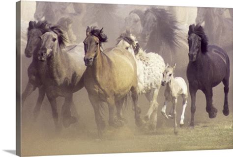 Wild Horses Running Wall Art Canvas Prints Framed Prints