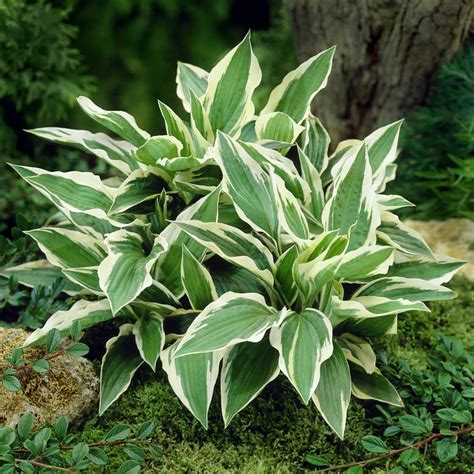 Patriot Hosta 1 Gallon Plant Ferns Grasses And Bamboo Home And Living