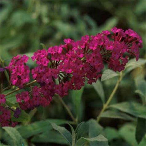 Buddleja Royal Red Butterfly Bush Scotplants Direct