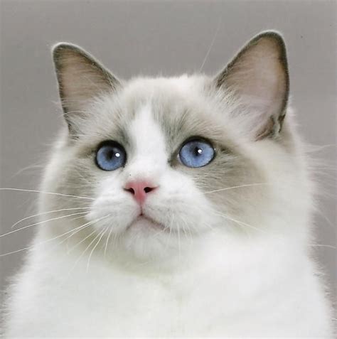 They say ragdoll cats act more like dogs than cats. 17 Best images about Ragdoll... on Pinterest | Beautiful ...