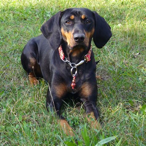Check spelling or type a new query. Austrian Black and Tan Hound Info, Temperament, Puppies, Pictures