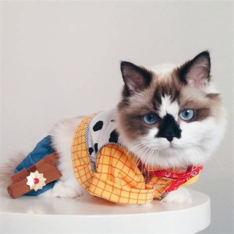 Albert Baby Cat Fashionable Feline Is Hollywood And Internet Hit In