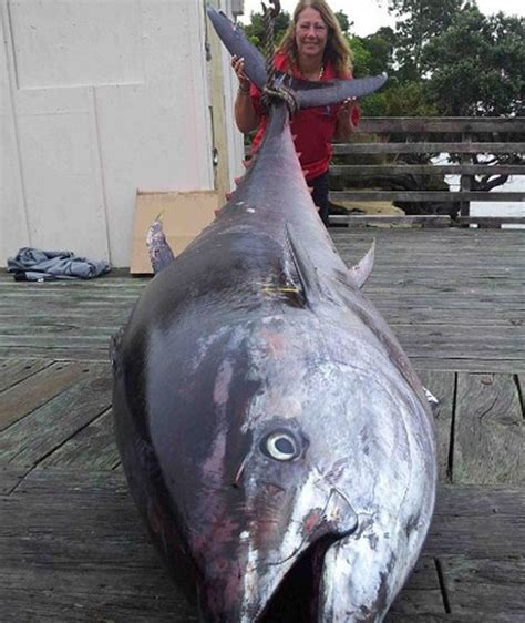 Donde Pescar ¡increible Mujer De 56 Años Pesca Al Atún Mas Grande