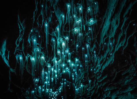 Magical New Zealand Cave Is Illuminated By Luminescent Glowworms