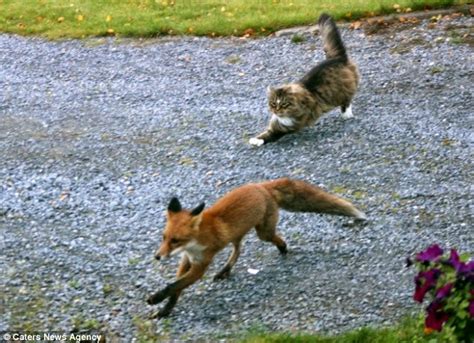 White Wolf Fearless Cat Chases Fox Intruder Off His Land Photos