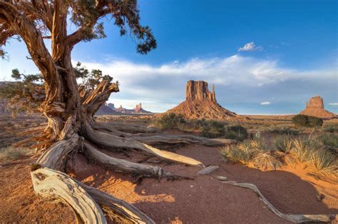 Old Juniper By Spence Fairbanks On Capture My Arizona Monument Valley