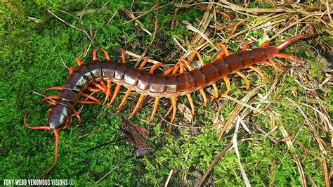 Scolopendra Dehaani Orange Leg Centipede Venomous Visions