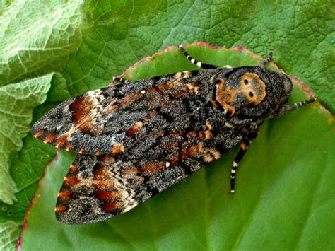 Horror Moth Ghosts In For Halloween Butterfly Conservation
