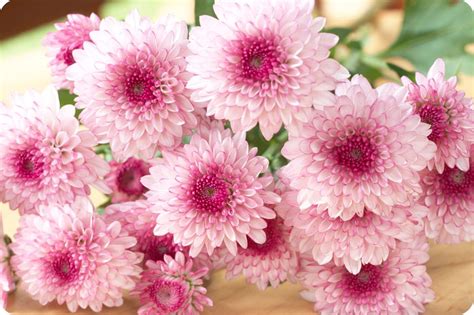 Beautiful Pink Mums Beautiful Pink Flowers Beautiful Roses Pink