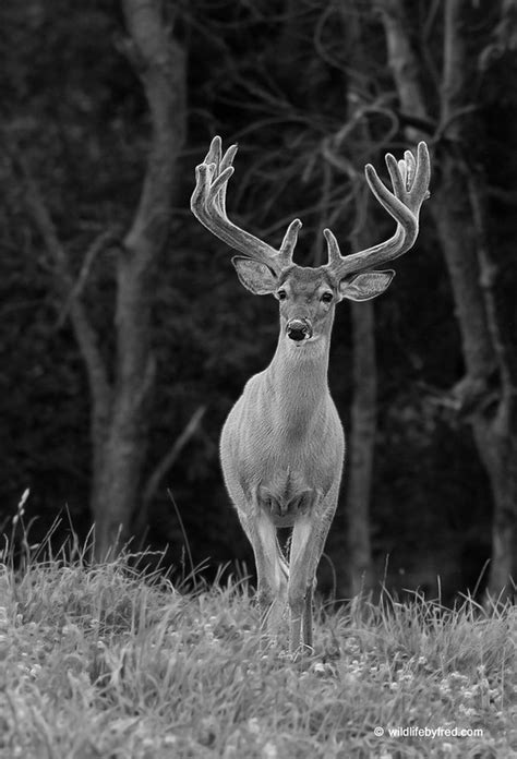 Whitetail Deer Wildlifebyfred