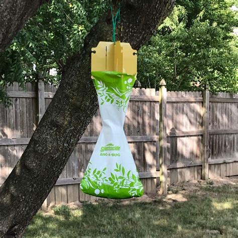 How To Use Japanese Beetle Traps Japanese Beetles Trap