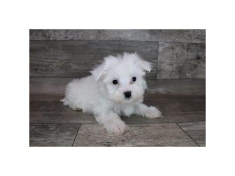 Maltese Dog Female White 3571661 Petland Henderson Nevada