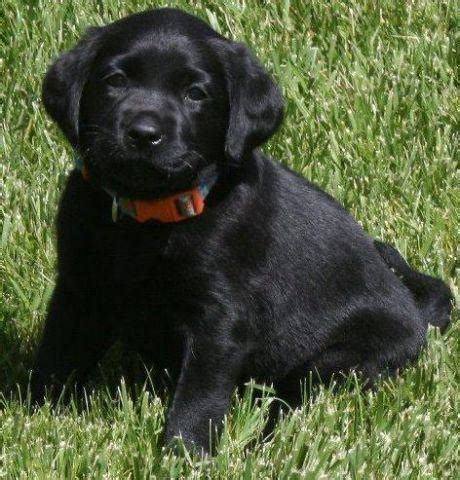 One chocolate colored male and one yellow colored female. AKC Black English Lab Labrador Puppies - 3 Females Ready ...