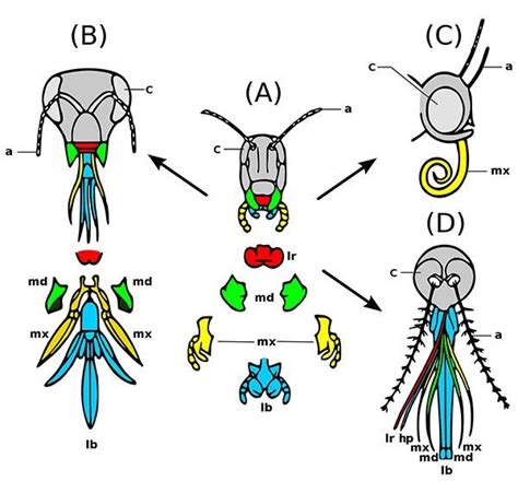The Development Of Insect Mouthparts A A Grasshoppers Primitive