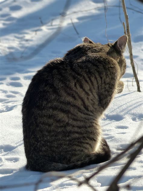 Weekly Photo Challenge Abandoned Feral Cats Winter