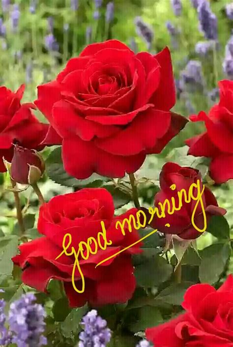 This article is free good morning flowers images with text, sayings or greetings that you can download or share quickly via facebook or whatsapp. Good Morning! (With Beautiful Romantic Red Roses) | Good ...