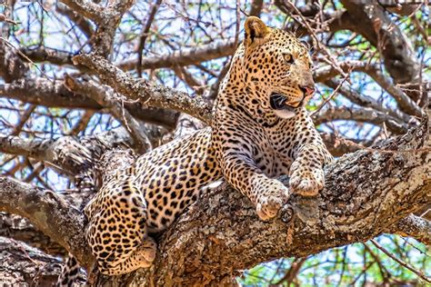 Free Photo African Leopard Sitting On A Tree Looking Around In A Jungle