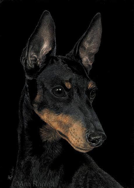 Manchester Terrier English Toy Terrier Black And Tan Terrier Dogs