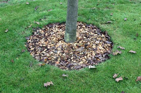 31 schön garten büsche neu für der auswahl von gartenmöbeln aus holz wenn sie sich für gartenmöbel unfein holz entscheiden, sollten jene vor dem kauf befinden, wie ihre gartenmöbel aussehen sollen. Gartentipp: Baumscheibe im Garten | Native Plants