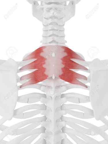 Hypaxial And Epaxial Back Muscles And Nerves Anatomy Practical 3