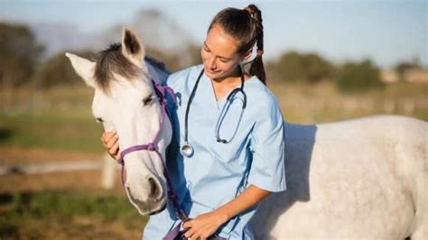 Understanding Common Dental Issues In Horses Advanced Equine Dentistry