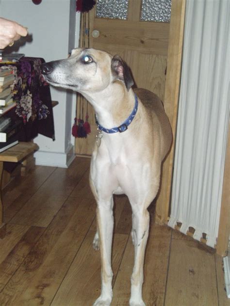 barnaby gentle welsh lad sloughi x lurcher link