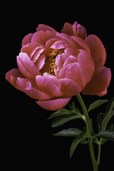 Beautiful Peony Photograph By Garry Gay
