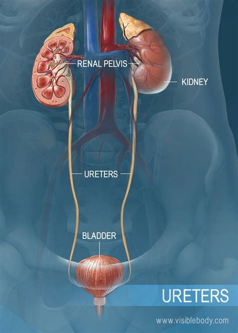 Anatomy Of Kidney Ureter And Bladder Cojpfi