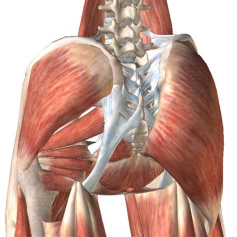 Human muscles enable movement it is important to understand what they do in order to diagnose sports injuries and prescribe here we explain the major muscles of the human body. Hip Pain - Gray Chiropractic St.Catharines Spine & Joint Clinic