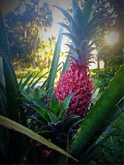 Hawaiian Red Pineapple Plant Bromeliad Ananas Bracteatus Etsy