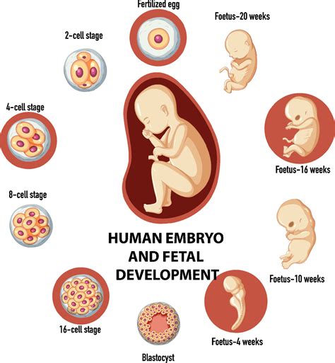 Human Embryonic And Fertilisation Development In Human Infographic