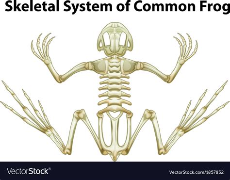 Skeletal System Of A Common Frog Royalty Free Vector Image