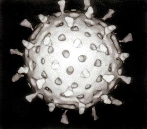 Virus Wikidoc