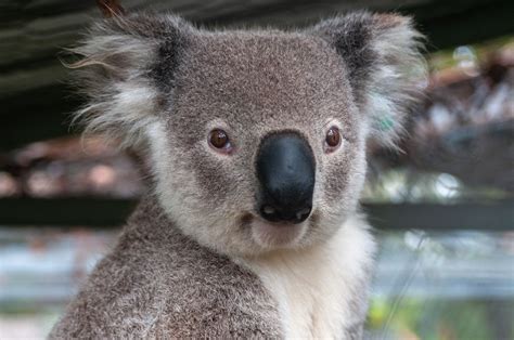 Care For Us Koala Wild Welfare