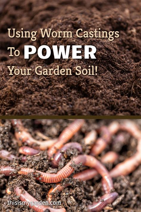 Using Worm Castings As Fertilizer To Power Your Garden Soil In 2021