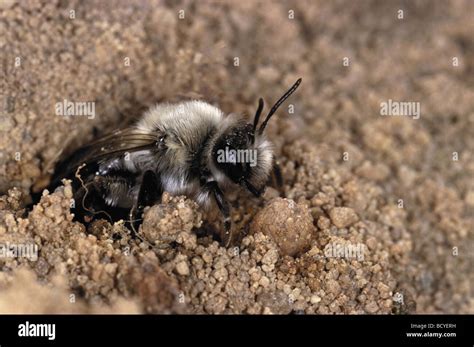 Burrowing Bees Hi Res Stock Photography And Images Alamy