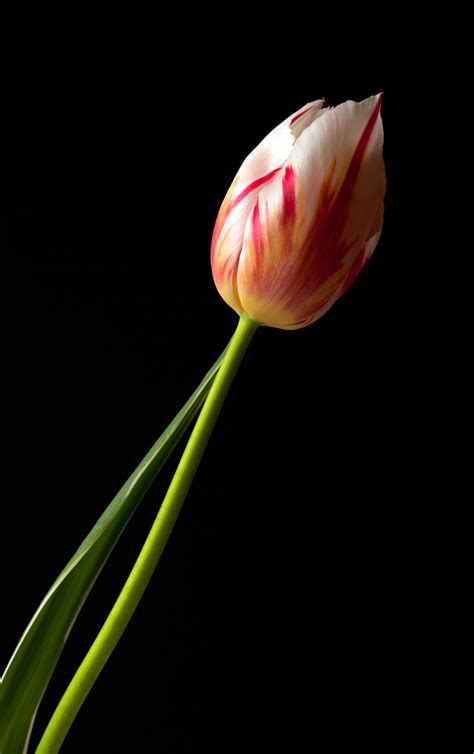 Tulipano | JuzaPhoto