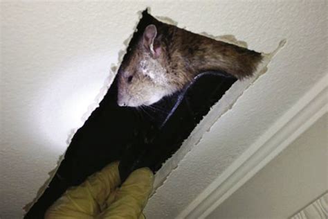 Monster Rat Scooped On A Spade After Being Found In Gravesend Kent Daily Record