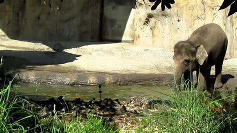 Portland Zoo Elephants Go For A Playful Swim Youtube