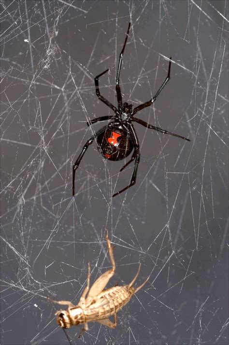 Cobwebs Hold Genetic Secrets About Spiders And Their Prey Live Science
