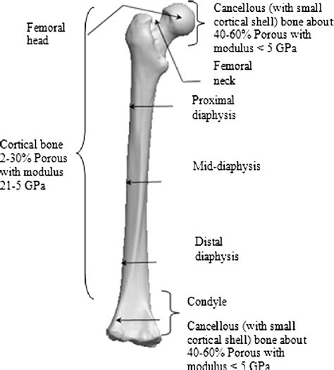 Human Femur Anatomy With Porosity And Stiffness At Different Region