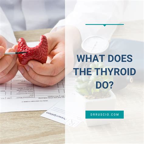 What Does The Thyroid Do Dr Michael Ruscio Dnm Dc