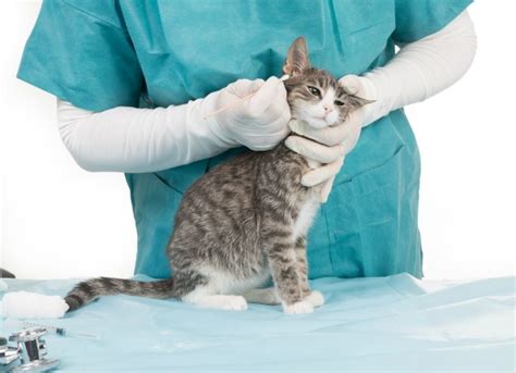 Systemic illnesses such as thyroid disease and adrenal gland disease (in dogs). Ear Mite Symptoms in Cats | PetMD