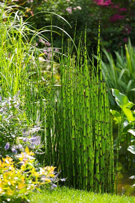 15 Best Water Plants for Indoors and Backyard Ponds